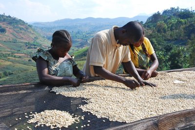 Coffee co-operatives offer greater worker protections from exploitation; here co-op members in Kabare, South Kivu Province in the Democratic Republic of the Congo, sort dried coffee beans. Image by by Patrick Smith/USAID via Flickr (CC BY-NC 2.0).