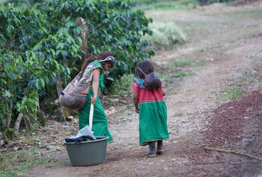 Child labor in Costa Rican coffee