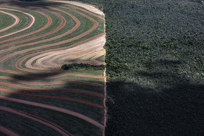 Farms or forests? Commodity crops such as soy are major drivers of tropical deforestation. Image courtesy of Marizilda Cruppe/Greenpeace.