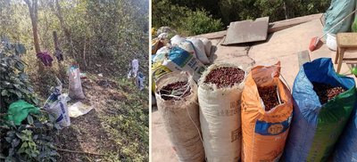 Left: A hired farmer’s picking route lined with bags of picked coffee cherries, Right: Sacks full of coffee cherries picked by farmers