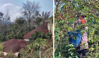 Left: Piles of coffee cherries near Pu’er City, Right: A hired picker on a farm sourcing to Starbucks hand picking coffee cherries