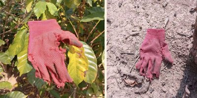 Damaged gloves belonging to hired farm pickers