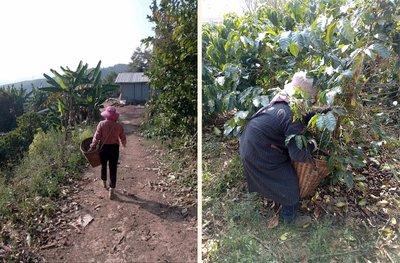 Hired farm workers at C.A.F.E. certified farms