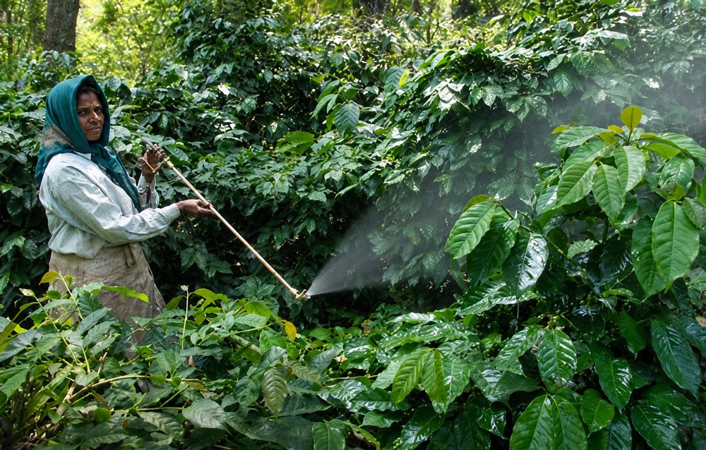 Coffee beans being processed