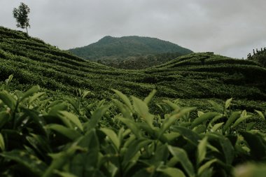 Coffee plant landscape