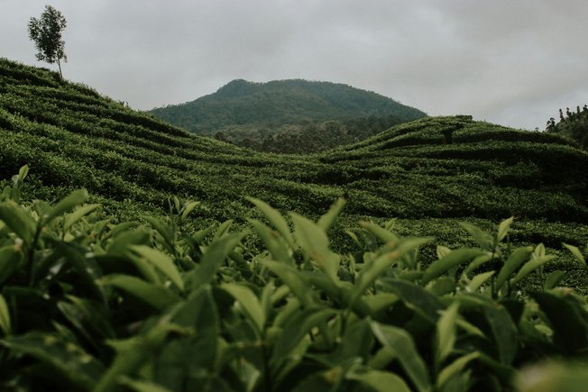 Coffee plant landscape
