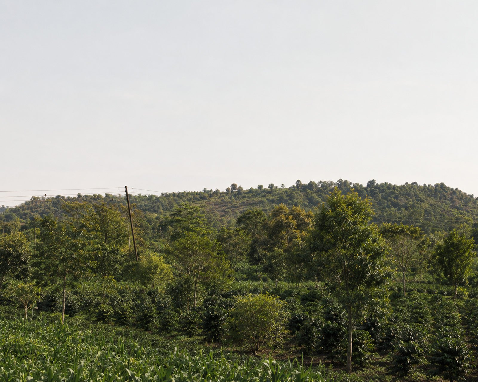 Green forest