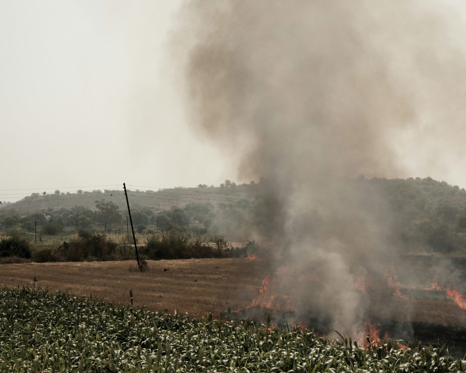 Climate-damaged forest