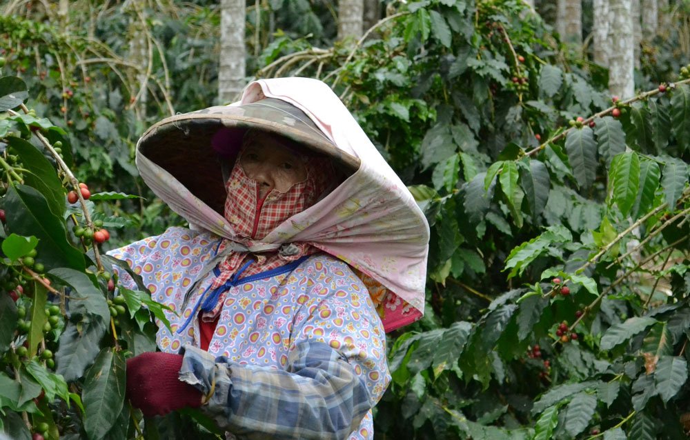 Woman harvesting coffee